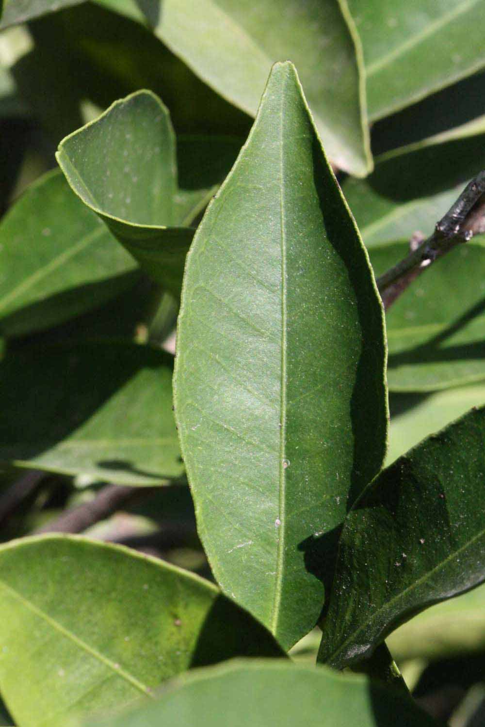            Unifoliolate leaf (Riverside, CA)   